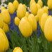 Лале Голяма усмивка Tulipa Big Smile - 8 бр луковици – Есенни луковици