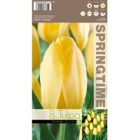 Лале Голяма усмивка / Tulipa Big Smile - 8 бр луковици