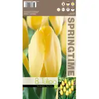 Лале Голяма усмивка / Tulipa Big Smile - 8 бр луковици