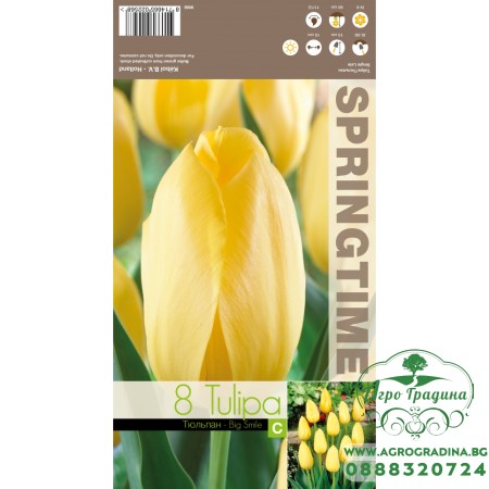 Лале Голяма усмивка / Tulipa Big Smile - 8 бр луковици