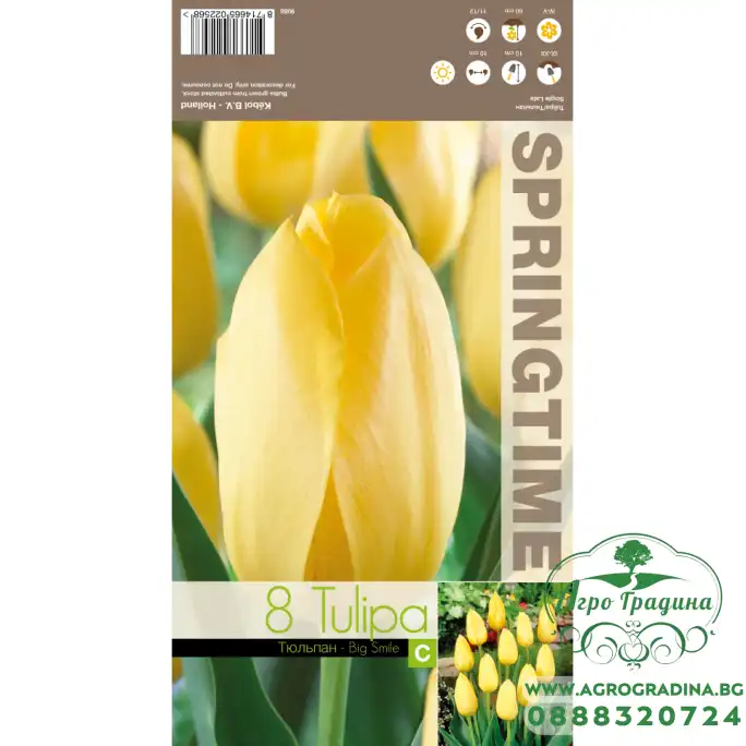 Лале Голяма усмивка Tulipa Big Smile - 8 бр луковици Лале Голяма усмивка Tulipa Big Smile - 8 бр луковици
