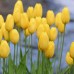 Лале Голяма усмивка Tulipa Big Smile - 8 бр луковици – Есенни луковици