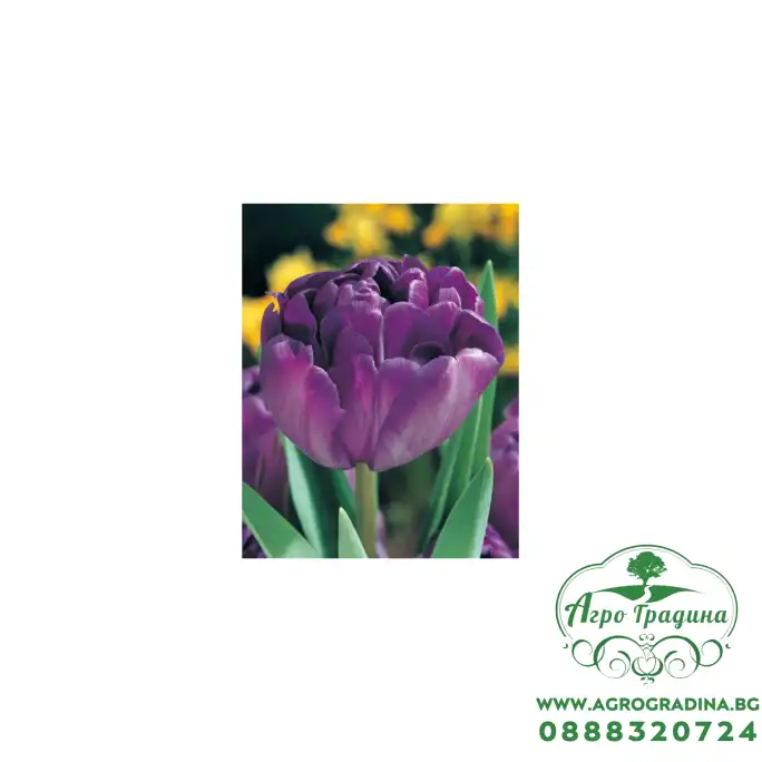 Лале Син диамант Tulipa Blue diamond - 5 бр луковици – Есенни луковици