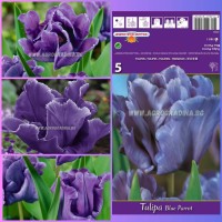 Лале Син папагал / Tulipa Blue Parrot - 5 бр луковици