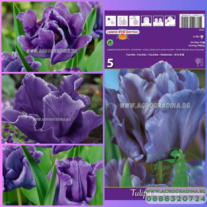 Лале Син папагал Tulipa Blue Parrot - 5 бр луковици Лале Син папагал Tulipa Blue Parrot - 5 бр луковици