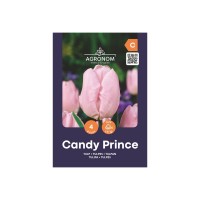 Лале Бонбонен принц / Tulipa Candy Prince - AGRONOM - 4 бр луковици