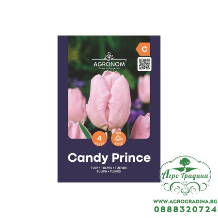 Лале Бонбонен принц / Tulipa Candy Prince - AGRONOM - 4 бр луковици
