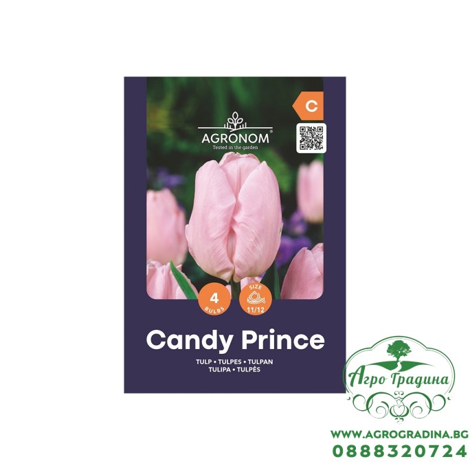 Лале Бонбонен принц / Tulipa Candy Prince - AGRONOM - 4 бр луковици