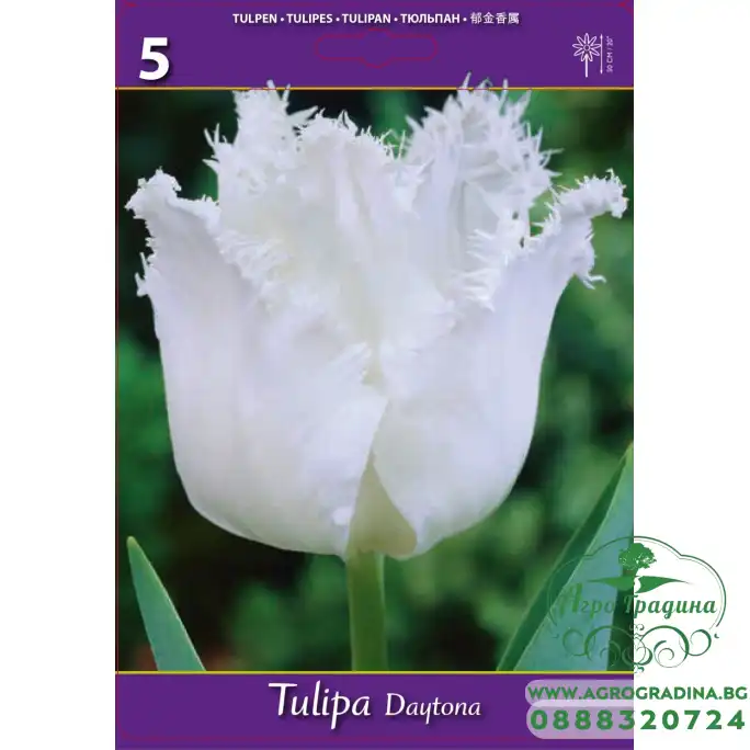 Лале Дайтона Tulipа Daytona - 5 бр луковици