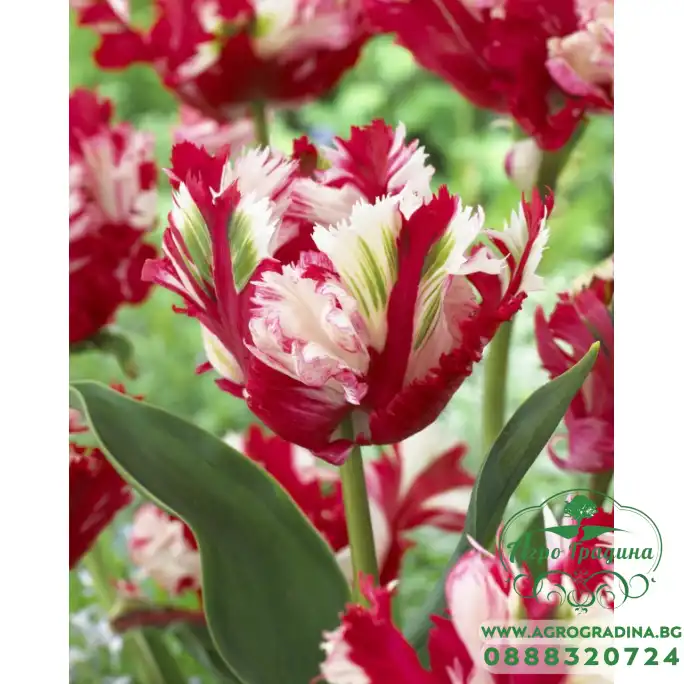 Лале Естела Рейнвелд Tulipa Estella Rijnveld - 5 бр луковици