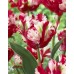 Лале Естела Рейнвелд / Tulipa Estella Rijnveld - 5 бр луковици