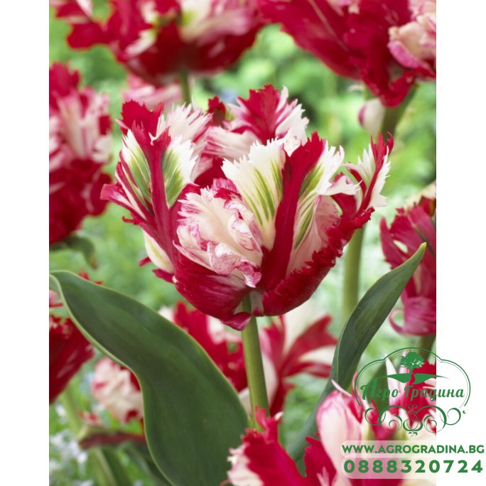 Лале Естела Рейнвелд Tulipa Estella Rijnveld - 5 бр луковици Лале Естела Рейнвелд Tulipa Estella Rijnveld - 5 бр луковици