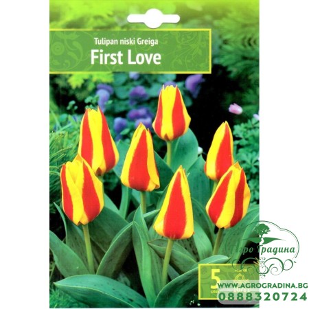 Лале Първа любов / Tulipa First Love - 5 бр луковици