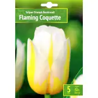 Лале Пламтяща кокетка Tulipa Flaming Coquette - 5 бр луковици