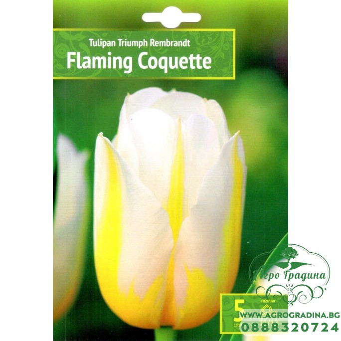 Лале Пламтяща кокетка / Tulipa Flaming Coquette - 5 бр луковици