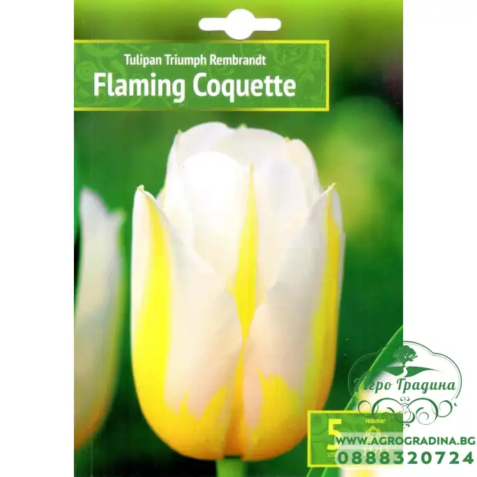Лале Пламтяща кокетка Tulipa Flaming Coquette - 5 бр луковици