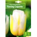 Лале Пламтяща кокетка / Tulipa Flaming Coquette - 5 бр луковици