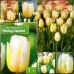 Лале Пламтяща кокетка / Tulipa Flaming Coquette - 5 бр луковици