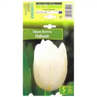 Лале Хакуун Tulipa Hakuun - 5 бр луковици