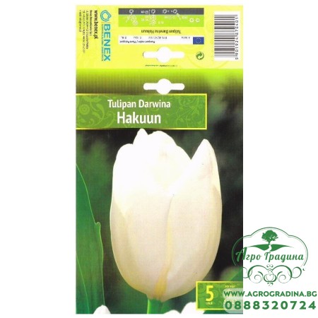 Лале Хакуун / Tulipa Hakuun - 5 бр луковици