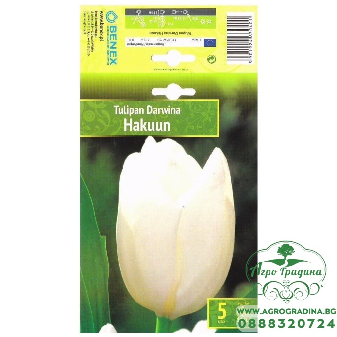 Лале Хакуун / Tulipa Hakuun - 5 бр луковици