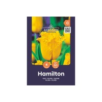 Лале Хамилтън / Tulipa Hamilton - AGRONOM - 4 бр луковици