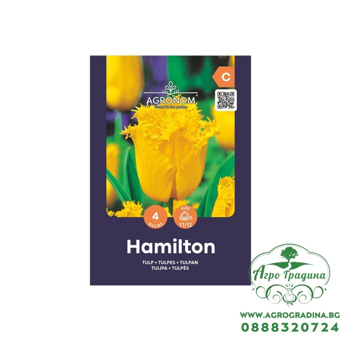 Лале Хамилтън / Tulipa Hamilton - AGRONOM - 4 бр луковици