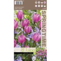 Лале Елена / Tulipa Helene - 8 бр луковици