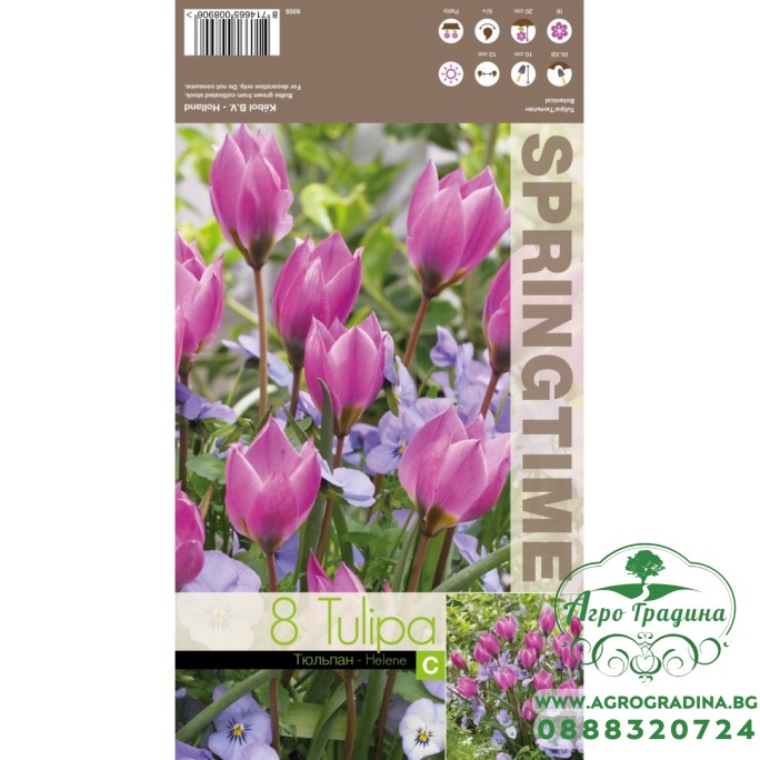Лале Елена / Tulipa Helene - 8 бр луковици