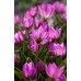 Лале Елена Tulipa Helene - 8 бр луковици – Есенни луковици