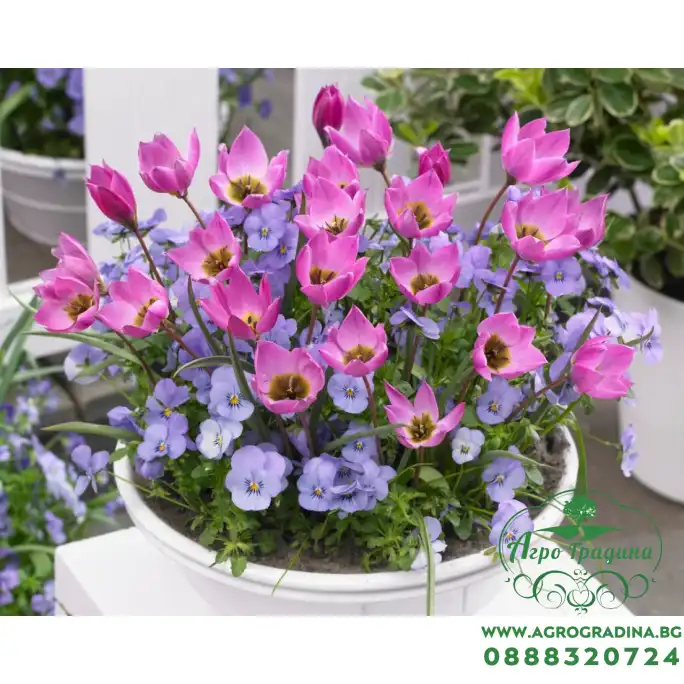 Лале Елена Tulipa Helene - 8 бр луковици Лале Елена Tulipa Helene - 8 бр луковици