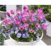 Лале Елена Tulipa Helene - 8 бр луковици – Есенни луковици