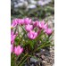 Лале Елена Tulipa Helene - 8 бр луковици – Есенни луковици