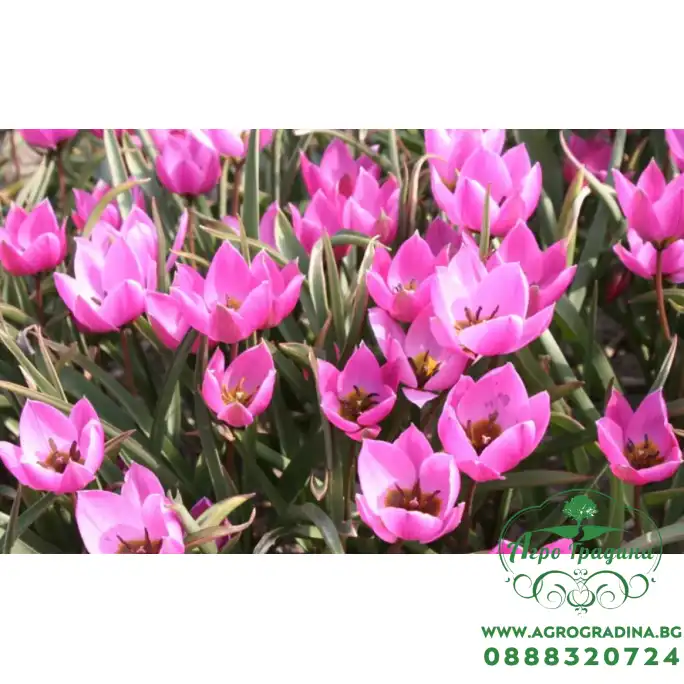 Лале Елена Tulipa Helene - 8 бр луковици Лале Елена Tulipa Helene - 8 бр луковици