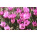 Лале Елена Tulipa Helene - 8 бр луковици – Есенни луковици