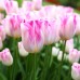 Лале Инфинити Tulipa Infinity - 5 бр луковици – Есенни луковици