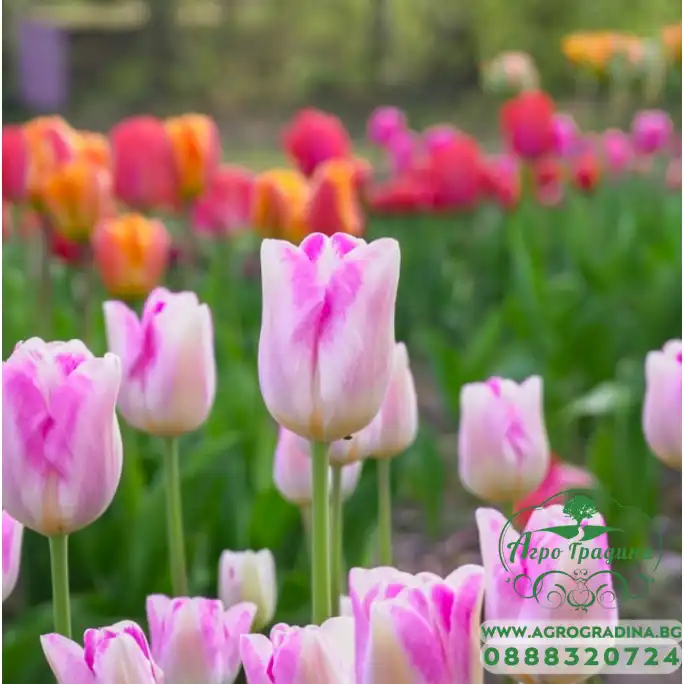 Лале Инфинити Tulipa Infinity - 5 бр луковици Лале Инфинити Tulipa Infinity - 5 бр луковици