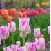 Лале Инфинити Tulipa Infinity - 5 бр луковици – Есенни луковици