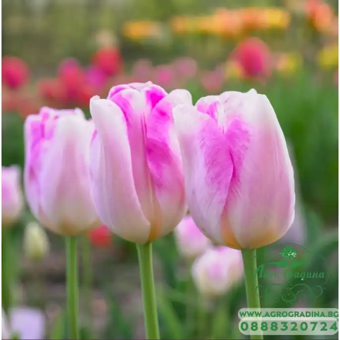 Лале Инфинити Tulipa Infinity - 5 бр луковици Лале Инфинити Tulipa Infinity - 5 бр луковици