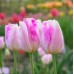 Лале Инфинити Tulipa Infinity - 5 бр луковици – Есенни луковици