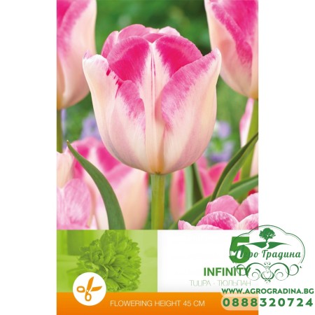 Лале Инфинити / Tulipa Infinity - 5 бр луковици