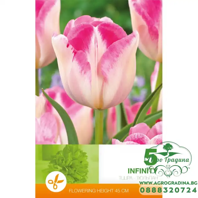 Лале Инфинити Tulipa Infinity - 5 бр луковици Лале Инфинити Tulipa Infinity - 5 бр луковици