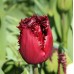 Лале Лабрадор Tulipа Labrador - 8 бр луковици – Есенни луковици