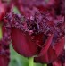Лале Лабрадор Tulipа Labrador - 8 бр луковици – Есенни луковици