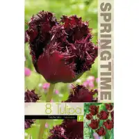 Лале Лабрадор Tulipа Labrador - 8 бр луковици