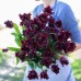 Лале Лабрадор Tulipа Labrador - 8 бр луковици – Есенни луковици