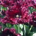 Лале Лабрадор Tulipа Labrador - 8 бр луковици – Есенни луковици