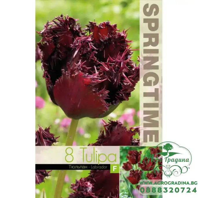 Лале Лабрадор Tulipа Labrador - 8 бр луковици