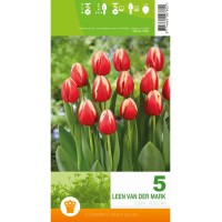 Лале Лийн ван дер Марк Tulipa Leen van der Mark - 5 бр луковици