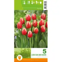 Лале Лийн ван дер Марк Tulipa Leen van der Mark - 5 бр луковици